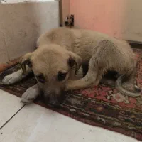 سگ نژاد محلی ماده