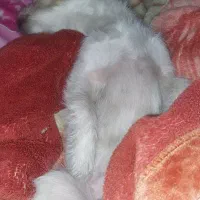 گمشده