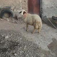 گوسفند یا کاور ورن سنجابی اصیل|حیوانات مزرعه|کوزران, |دیوار
