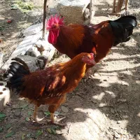 خروس و مرغ و جوجه محلی