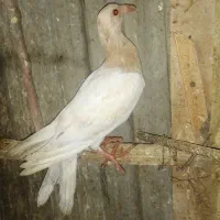 کا بیرگپ.    ک بوتر|پرنده|نگین شهر, |دیوار