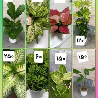 گل شفلرا .زاموفیلیا  برفی‌.یشم.برکین .روز مادر