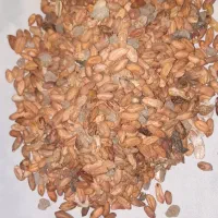 بادام زمینی