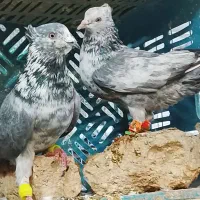 کبوتر تهرونی سرخ و کلاغ سبز چینی|پرنده|مشهد, گاز|دیوار