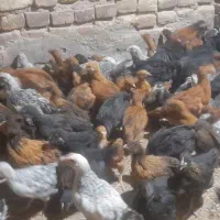 جوجه تاقچه محلی عکس واقعی
