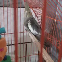 عروس هلندی ۹ماهه نر|پرنده|آزادشهر, |دیوار