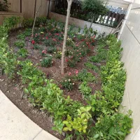 خدمات باغبانی کاشت گل گیاه تعویض خاک گلدان