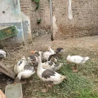 جوجه غاز