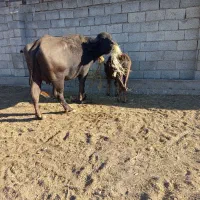 گاومیش همراه بچه نر