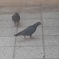نر و ماده سیاه عالی با جوجه هاش