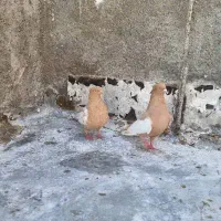 توافقی|پرنده|زرین دشت (فارس), |دیوار