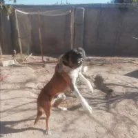 سگ نگهبان سرابی نر یکساله|سگ|چهارباغ, |دیوار