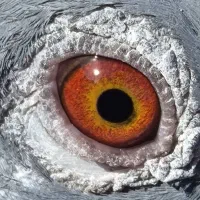 کفتر مساپتی پلاکی