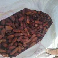 خرید ضایعات خرما.لر پون بالاترین قیمت|خدمات پیشه و مهارت|سراوان, |دیوار