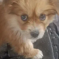 پامر عروسکی نر ۲ماهه|سگ|مشکین‌دشت, |دیوار