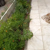 اجاره روزانه ویلا باغ درروستای خبرکرمان|اجارهٔ کوتاه‌مدت ویلا و باغ|خبر, |دیوار
