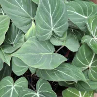 جذب نیروی خانم در فروشگاه گل و گیاه