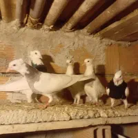 کبوتر طوقی|پرنده|گنبد کاووس, |دیوار