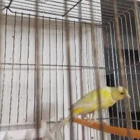 ماده قناری اماده