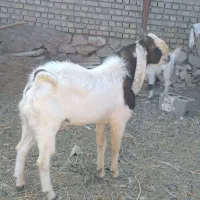 نربز گلابی پاکستانی|حیوانات مزرعه|شاهرود, |دیوار