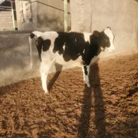 فروش یک عدد گوساله هلشتاین 11ماه ازمادر پرتولید