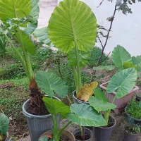 گل بابا آدم