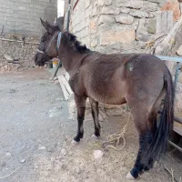 قاطر کاری باری ۶سال|حیوانات مزرعه|کامیاران, |دیوار