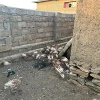 بوقلمون قرمز زیر قیمت|حیوانات مزرعه|بانه, |دیوار