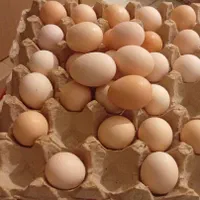 تخم مرغ محلی|خوردنی و آشامیدنی|ارومیه, |دیوار