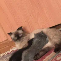 اسکاتیش بریتیش پرشین نر و ماده