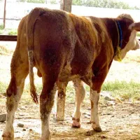 دست چین سوپر جنس