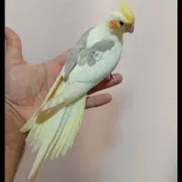 جوجه دونه خور و سرلاکی