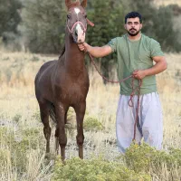 اسب