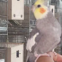 جفت عروس|پرنده|بافق, |دیوار