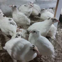 بلدرچین و   تخم  نطفه دار  وایت سنگین وزن|حیوانات مزرعه|قم, شهرک امام حسین|دیوار