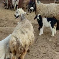 میش بره دار