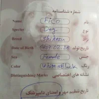 سگ نژاد میکس شیدزو پامرین|سگ|تهران, مجیدیه|دیوار