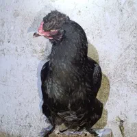 مرغ سیاه کرچ امده