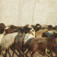 رومانوف گوسفند زنده|حیوانات مزرعه|قزوین, |دیوار