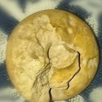 فسیل کلکسیونی