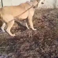 فروش سگ گله ای ونگهبان|سگ|آزادشهر, |دیوار