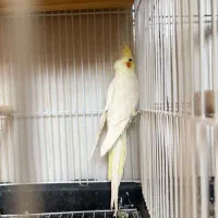 جفت عروس هلندی با جوجه|پرنده|بندرعباس, |دیوار