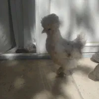 نیمچه مرغ وخروس کوشین وسلطان