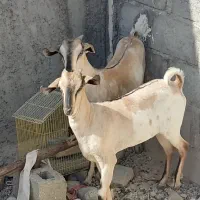 دو راس کره ماده سومال|حیوانات مزرعه|مهران (هرمزگان), |دیوار