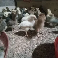 جوجه مرغ وخروس محلی