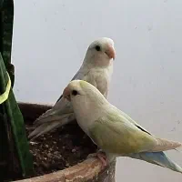 جفت کوتوله بریزیلی با لوازم