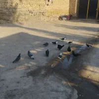 پرنده سیاه وهمه رقم