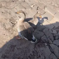 ۲عدد غاز نرو ماده کاملن طبیعی|حیوانات مزرعه|اردبیل, |دیوار