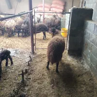 بره|حیوانات مزرعه|شهرضا, |دیوار