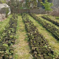 نهال کیوی هایوارد طلایی ‌